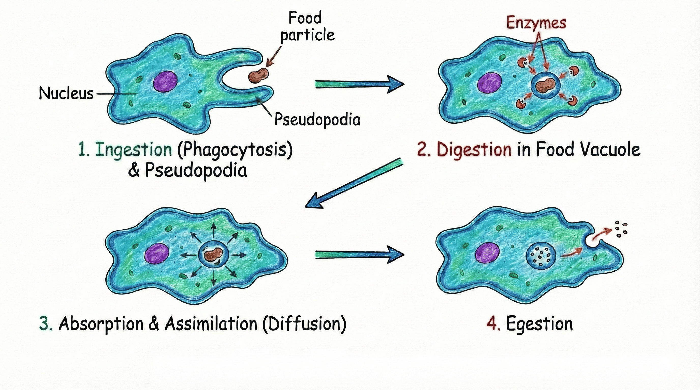 Figure 1.0 Nutrition in Amoeba (Phagocytosis)
